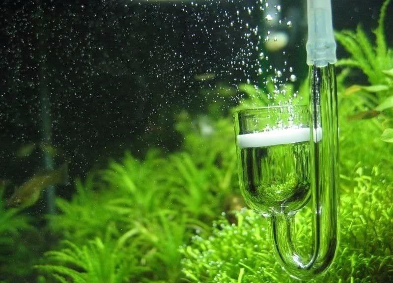 Блог Оборудование для аквариума : CO2 в аквариуме: зачем нужен и как настроить, автор Администратор 
